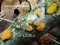 Dacrymyces stillatus-amf749